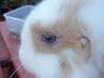 7661_2_nd_bunny.jpg