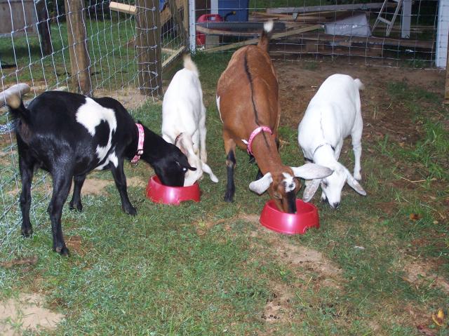 768_goats_day_1_001.jpg