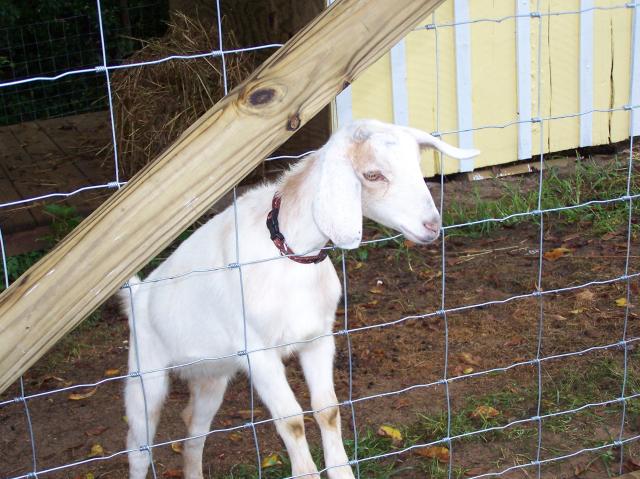 768_goats_day_2_001.jpg