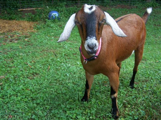 768_goats_day_2_024.jpg