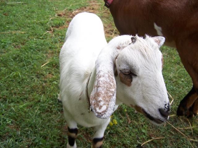 768_goats_day_2_026.jpg