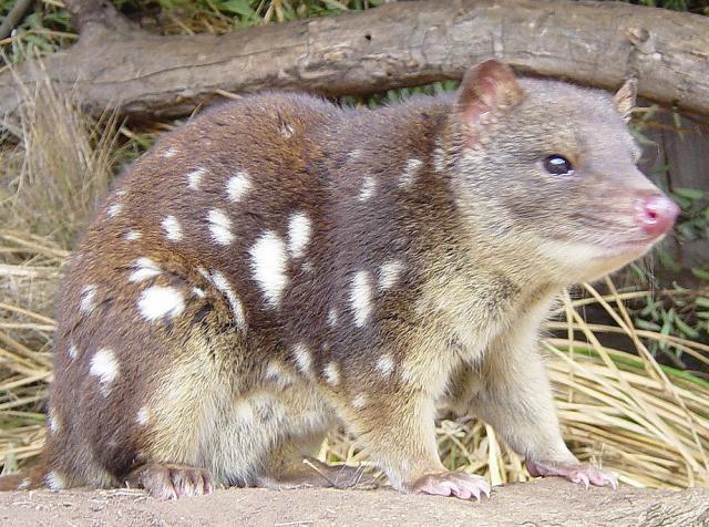 7785_quoll.jpg