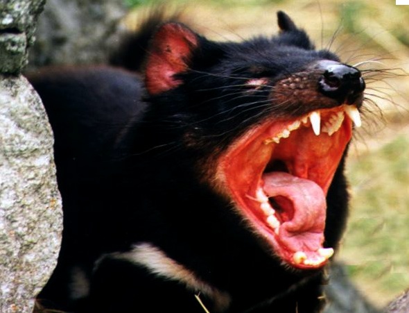 7785_tassie_devil.jpg