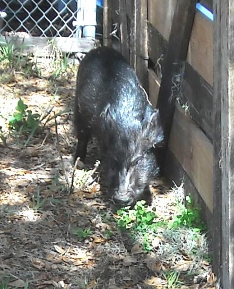 808_pig_009.jpg