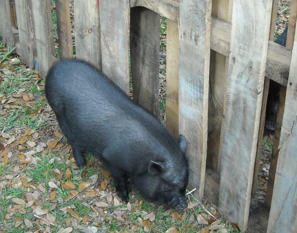 808_pig_019.jpg