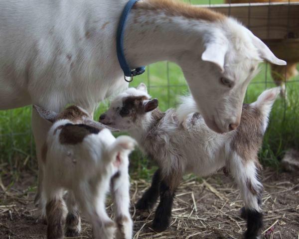 8192_baby_goats_002.jpg