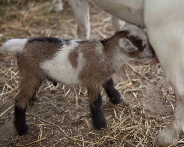 8192_baby_goats_005.jpg