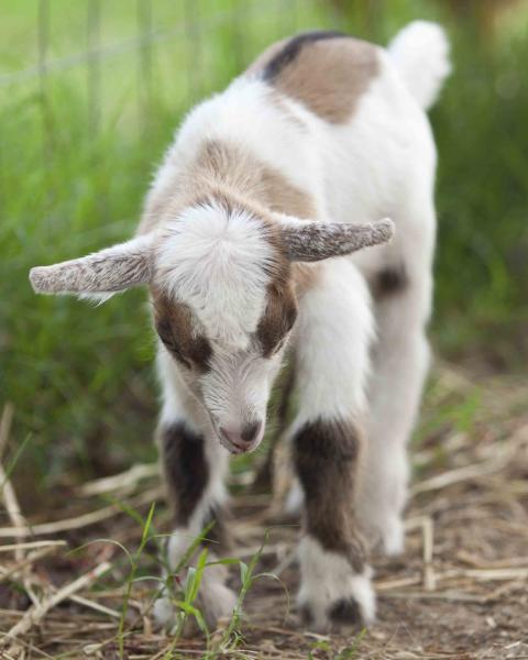 8192_baby_goats_007.jpg