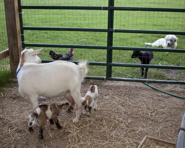 8192_baby_goats_009.jpg