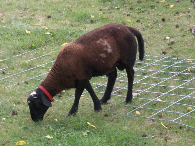 82_sale_pics_of_sheep_008.jpg