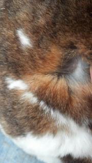 8392_flopsy_3.jpg