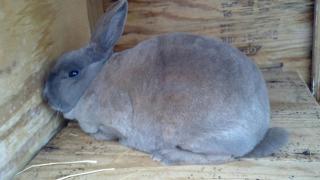 8392_sweetpea1.jpg