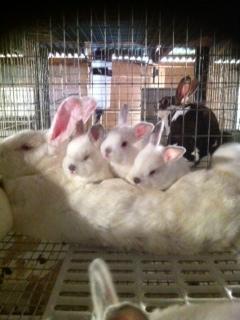 8416_bunny_pile.jpg