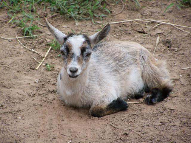 888_goats_049.jpg