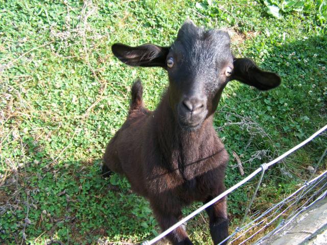 888_goats_309.jpg