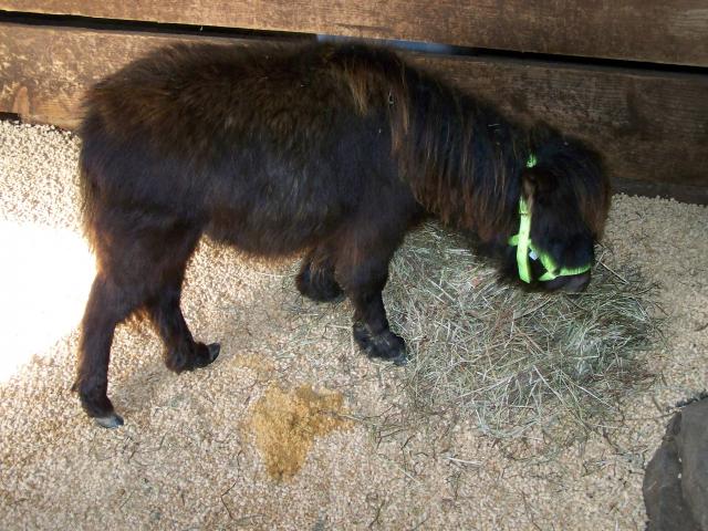 888_mini_horse_003.jpg