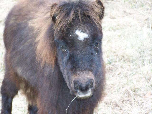 888_mini_horse_012.jpg