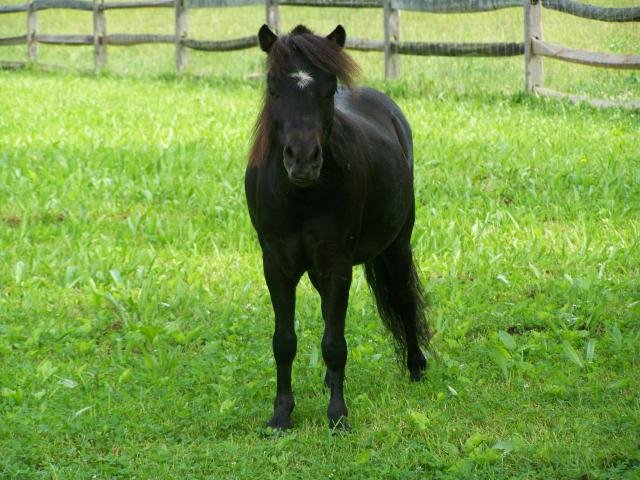 888_mini_horse_033.jpg