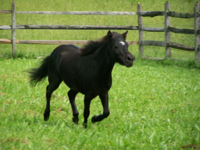 888_mini_horse_037.jpg