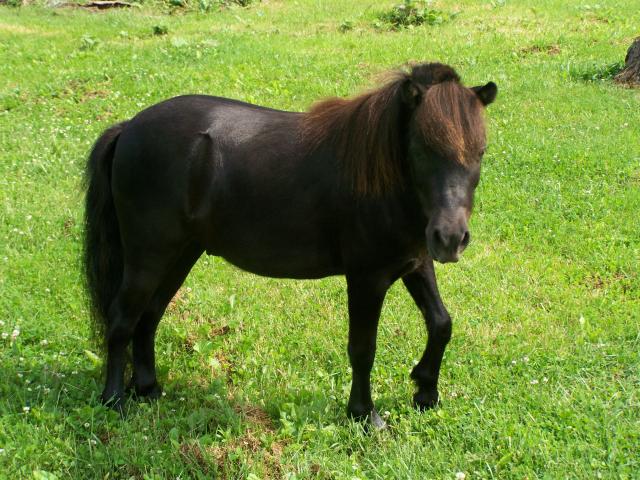 888_mini_horse_048.jpg