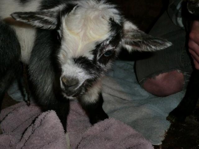 943_babygoats07.jpg