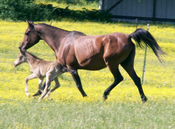 New Foal! Half Arabian Pony Filly - Pics 