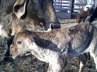 965_calf_march_3rd_2010.jpg