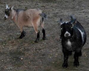 968_pygmy_goats.jpg