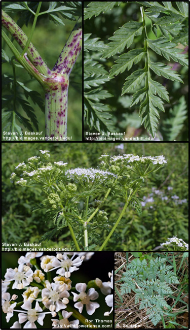 HELP! Did my goats just eat Poison Hemlock?? | BackYardHerds - Goats ...