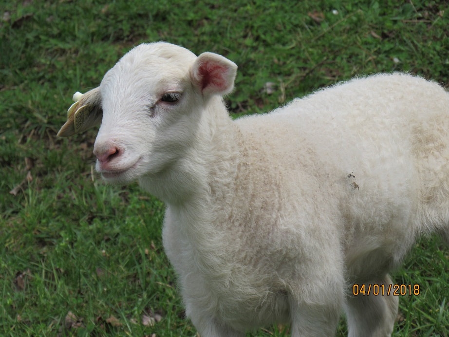 1 Apr 2018 ewe lamb 30.JPG