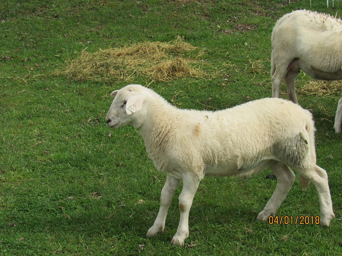 1 Apr 2018 ram lamb 19 8 wks.JPG