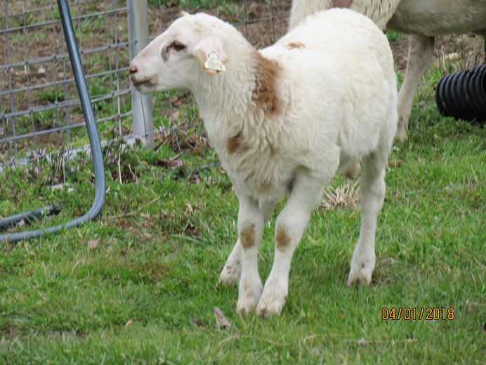 1 Apr 2018 ram lamb 28 6 wks.JPG