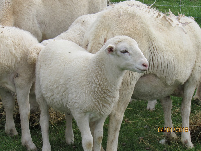 1 Apr 2018 ram lamb_.JPG