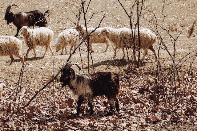 Will Goats Use Water Nipples?  BackYardHerds - Goats, Horses, Sheep, Pigs  & more