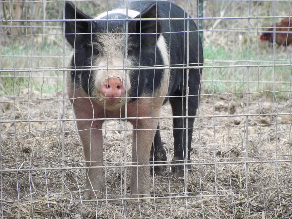 Purebred Hampshire Boar for sale | BackYardHerds - Goats, Horses, Sheep ...