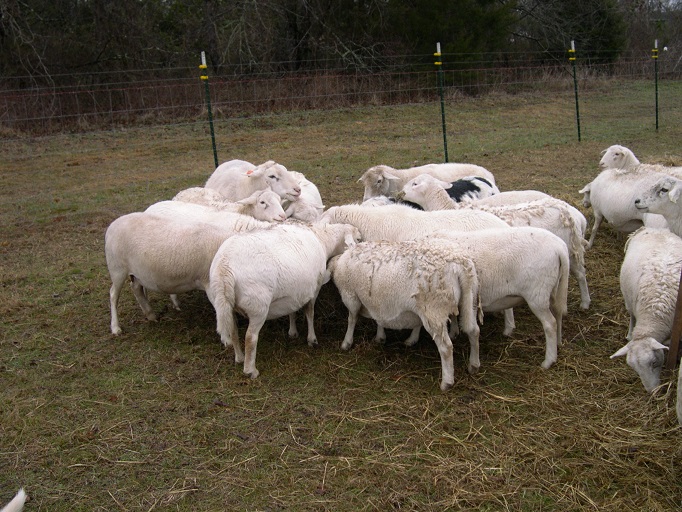 11 Jan 2018 Sheep.JPG