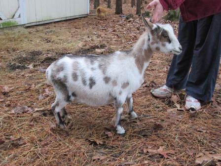 12-7-13 Goats 2 002 Daisy.jpg