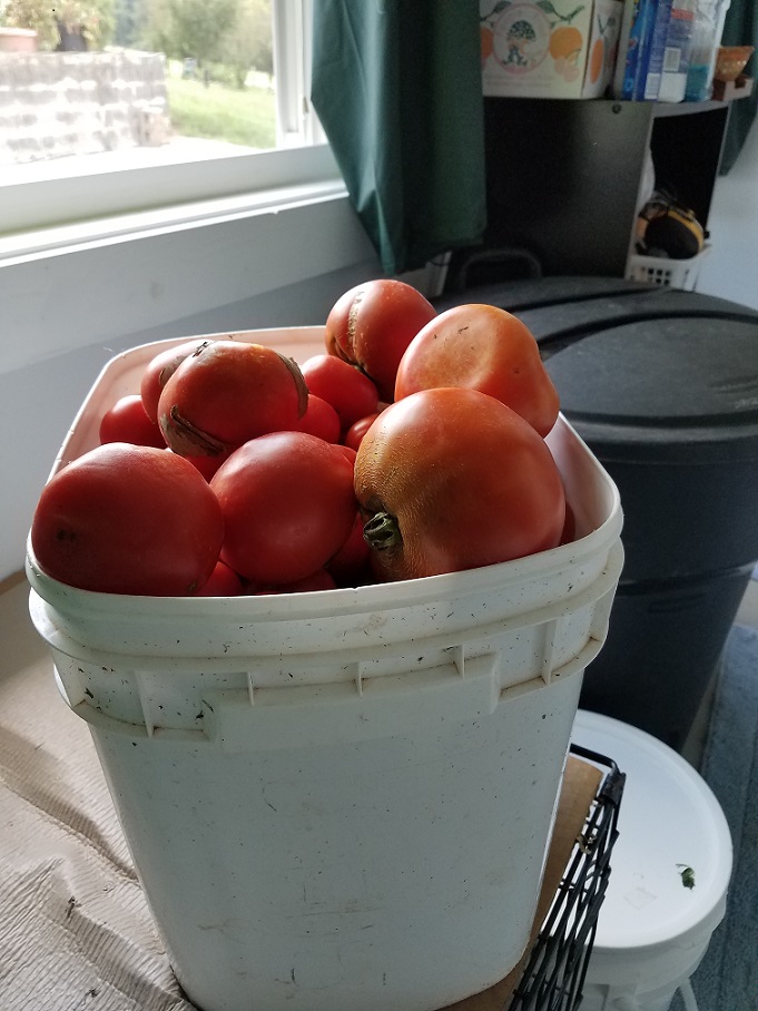 12 July 2018 Tomatoes.jpg