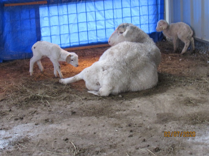 122 lamb pests 7 Feb 2020.JPG