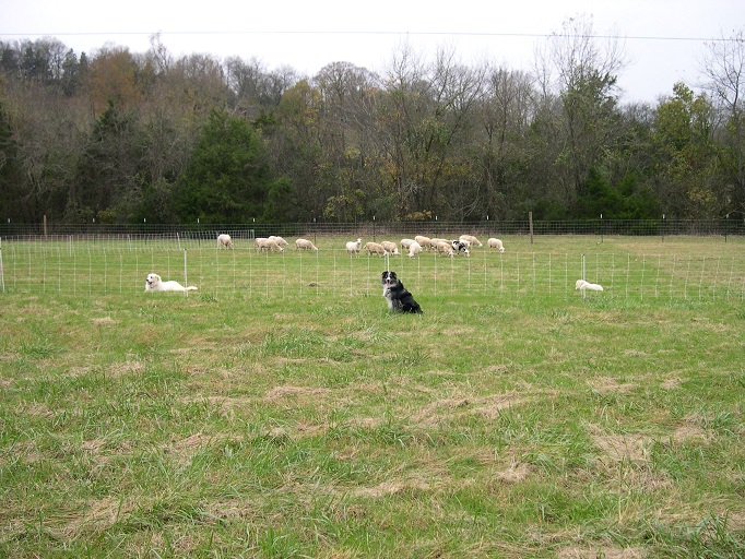 12Dec2017Dogs&SheepInNetting.JPG