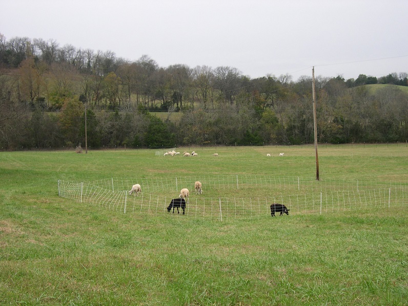 12Dec2017SheepInNetting.JPG