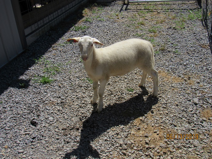 13 June 2019 ram lamb.JPG