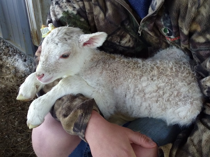 13 Mar 2018 ewe lamb 29 2.jpg