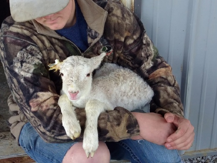 13 Mar 2018 ewe lamb 29.jpg