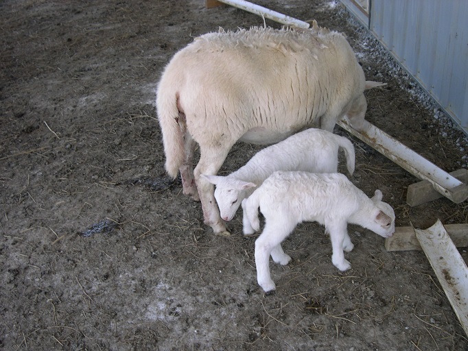 15 Mar 2012 TN12 E & R lambs.JPG