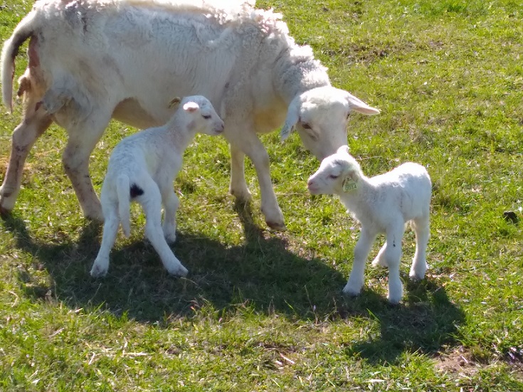 15 Mar 2018 TN2 ram lambs 34 & 35.jpg