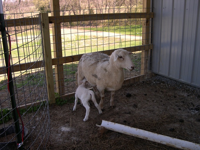 15 Mar 2018 TN7 Ewe Lamb.JPG