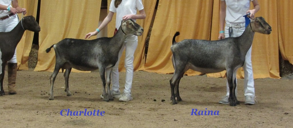 1st & 2nd Raina & Charlotte 2YO Sr  YS.JPG