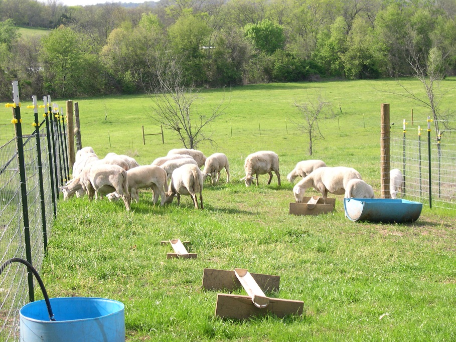 1st day on new pasture 13 Apr 2017.JPG