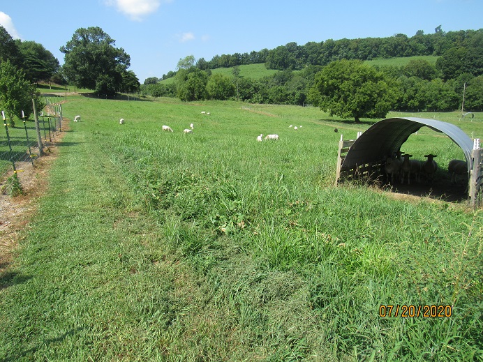 20 July 2020 Sheep grazing.JPG